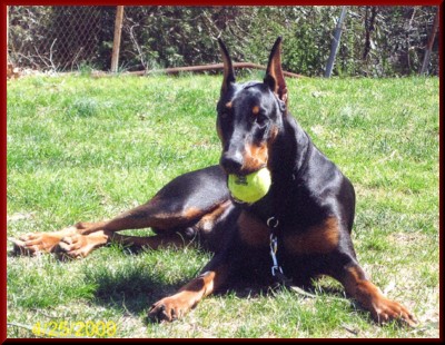 Pet Doberman Crop