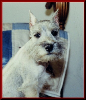 Mini Schnauzer Puppy