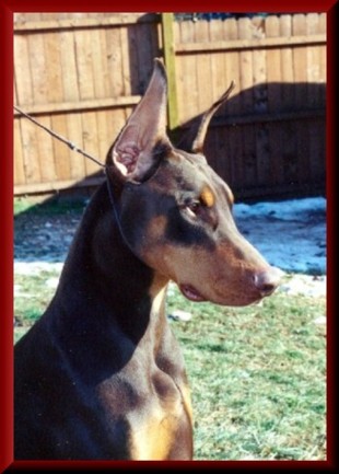 Show Doberman