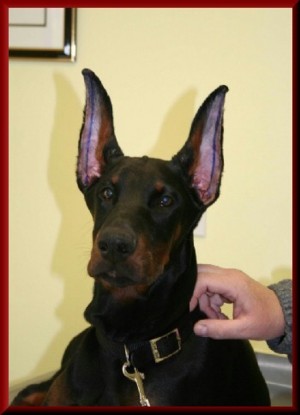 Doberman Before Recrop