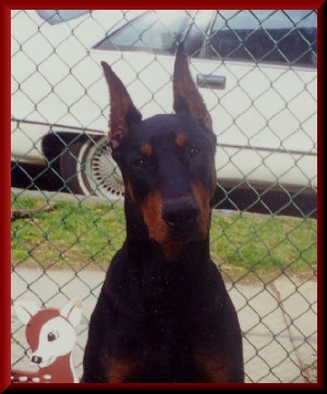 Pet Doberman Crop