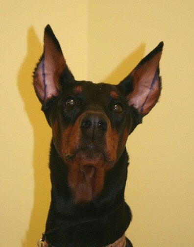 1 yr old Doberman Before