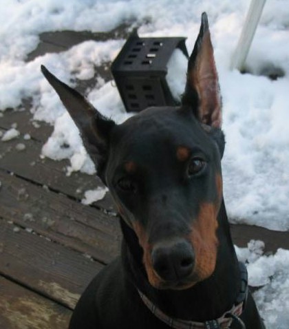 1 yr old Doberman After