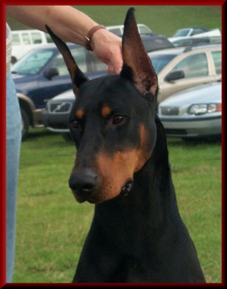 Show Crop Doberman