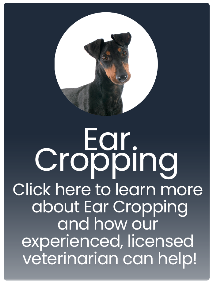 Ear Cropping Banner
